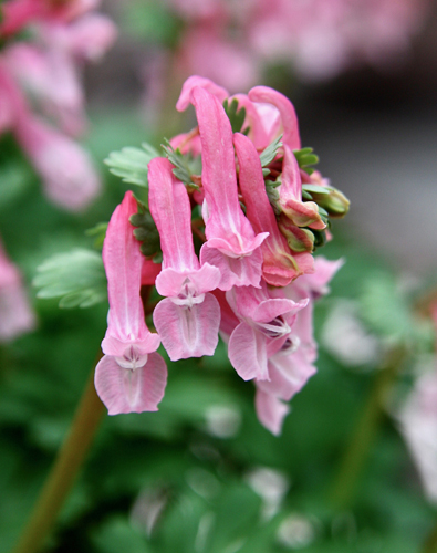 Corydalis BEth Evans.jpg